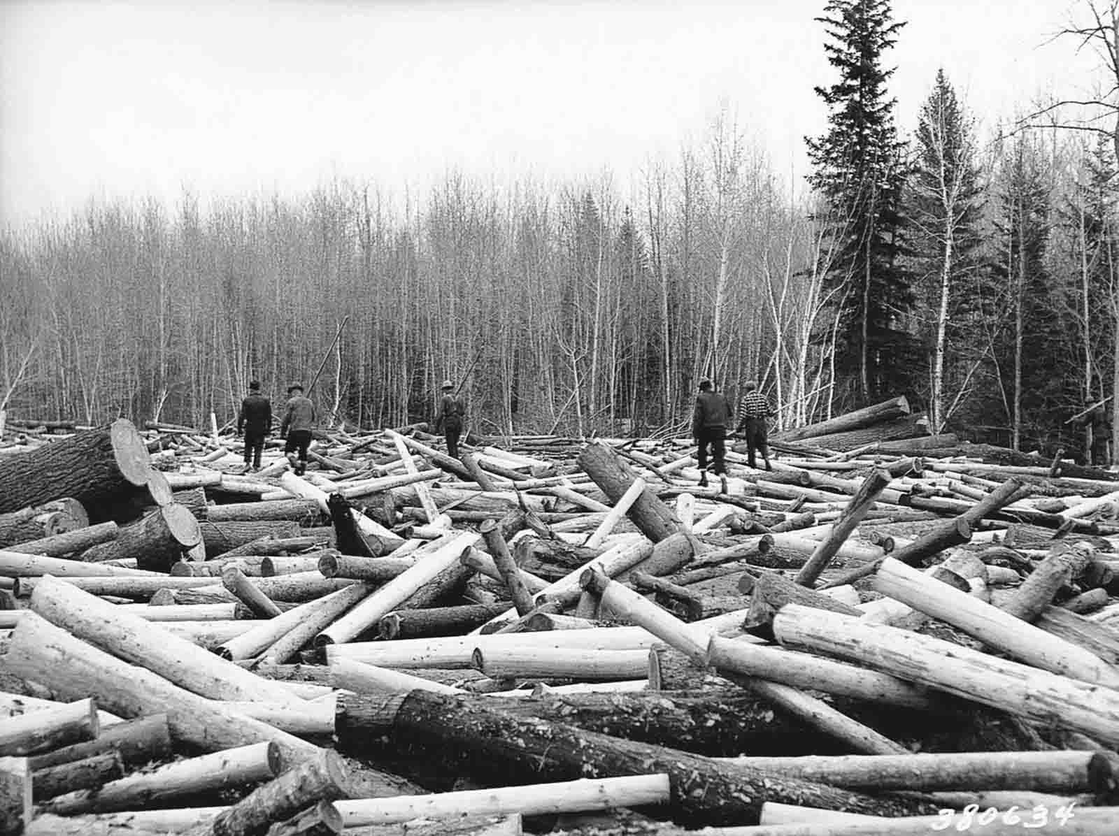 #12 Loggers walk the surface of a log jam on Minnesota’s Littlefork River seeking a tall, strong log with which to build a loading boom, 1937.