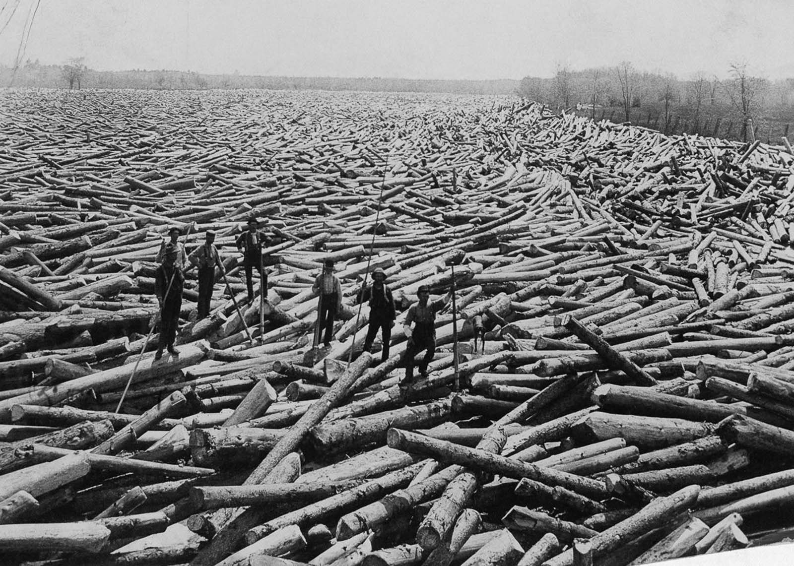 #13 Men stand on piles of cut trees in rural New York, 1907.