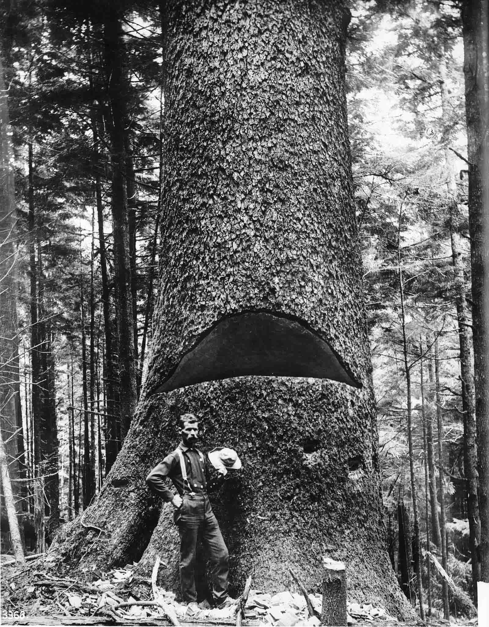 #16 A lumberjack, 1900.
