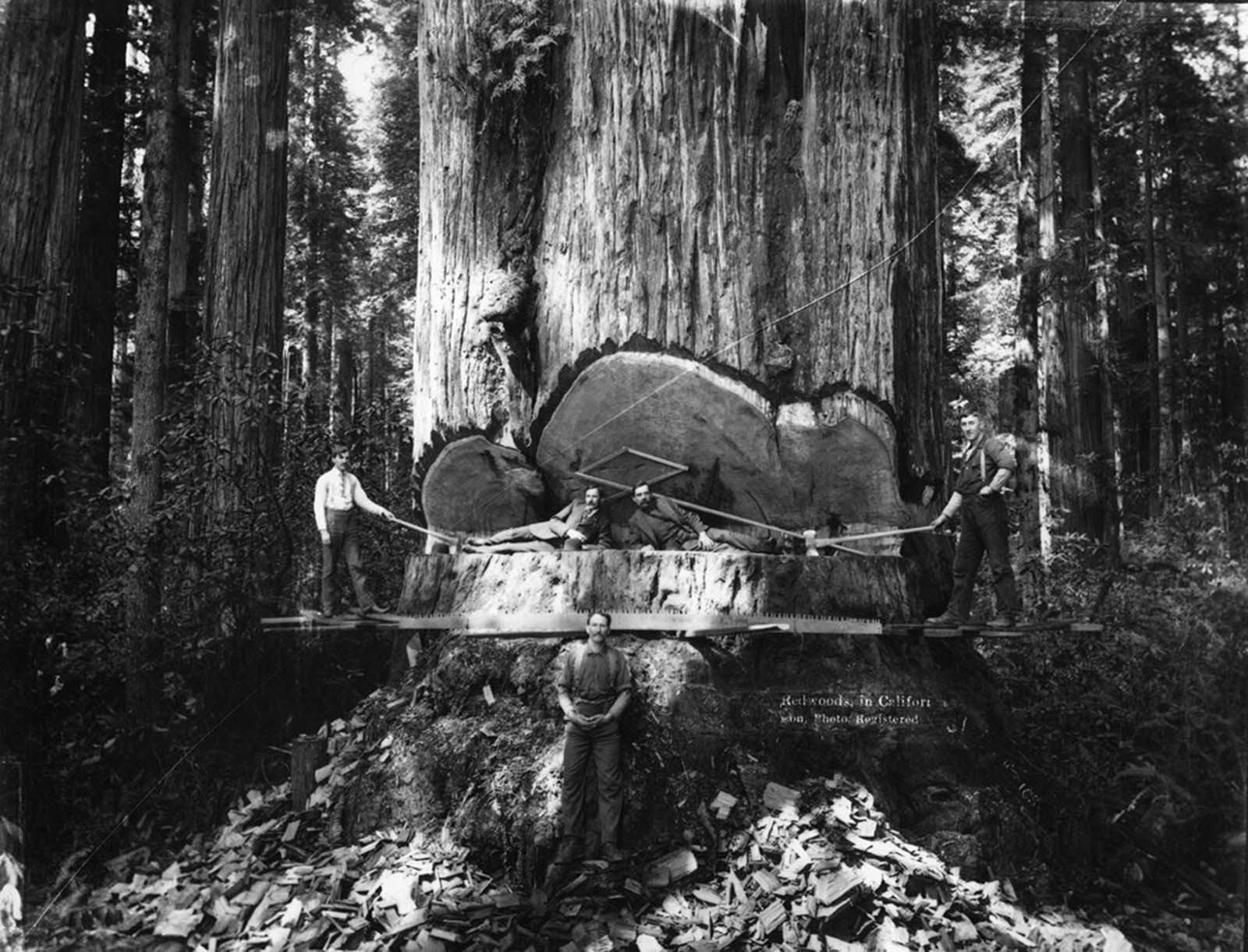 #17 Lumberjacks among the redwoods in California.
