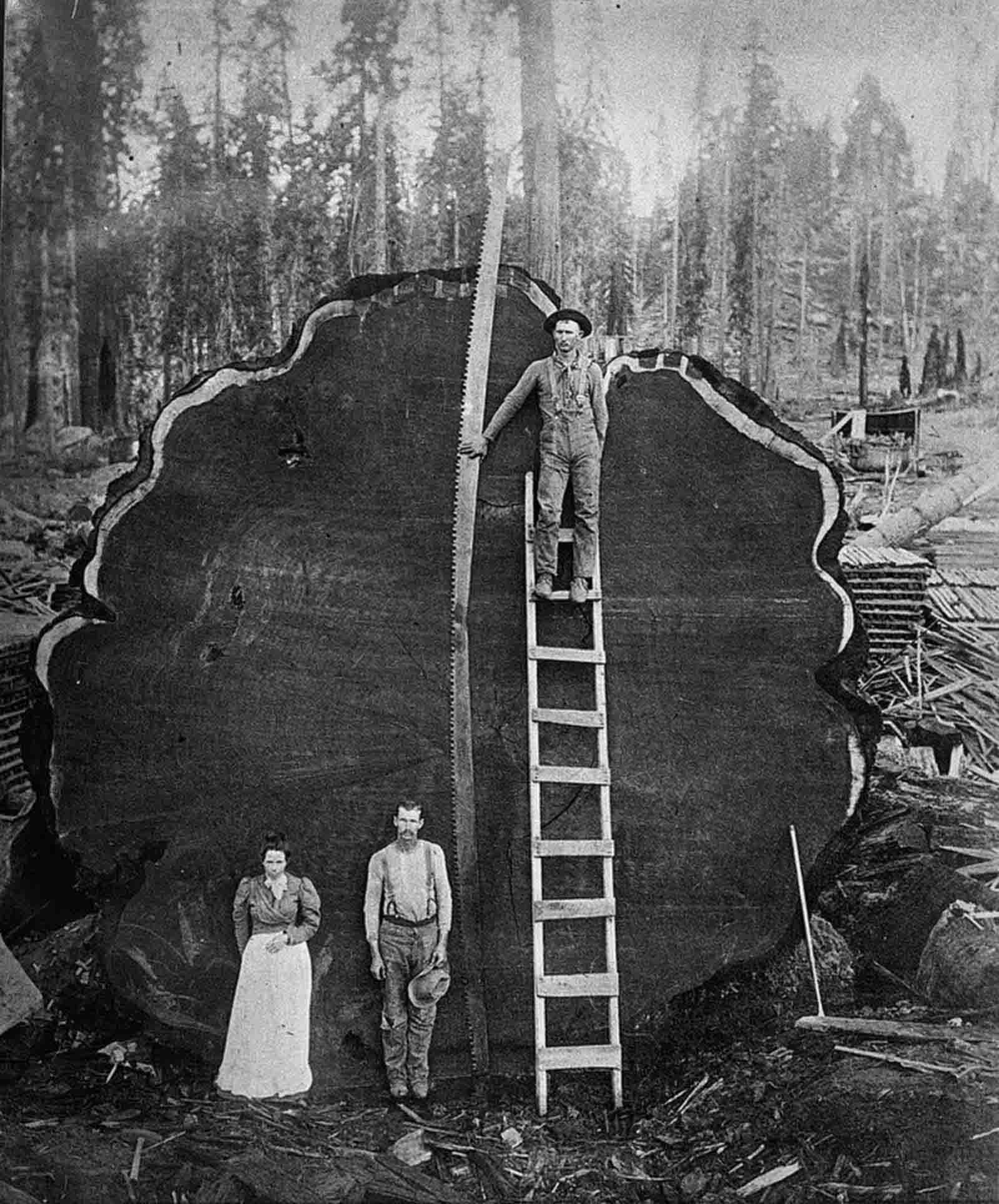 #19 Standing by a Sequioa log in California, 1910.