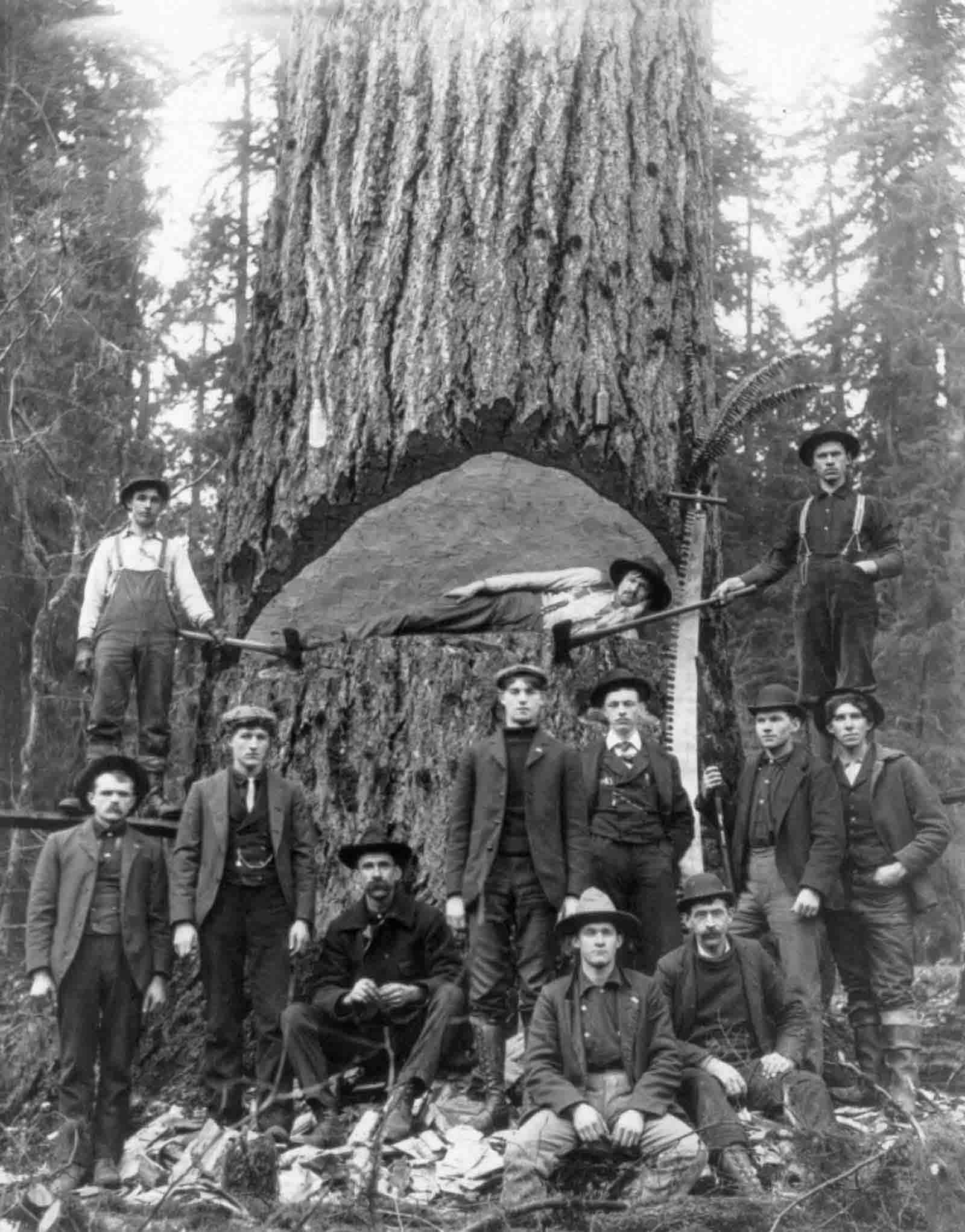 #2 Lumberjacks pose with a fir tree in Washington, 1902.