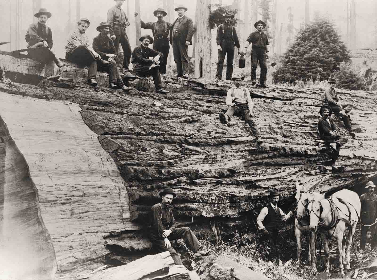 #22 A felled Sequioa tree in California, 1900.