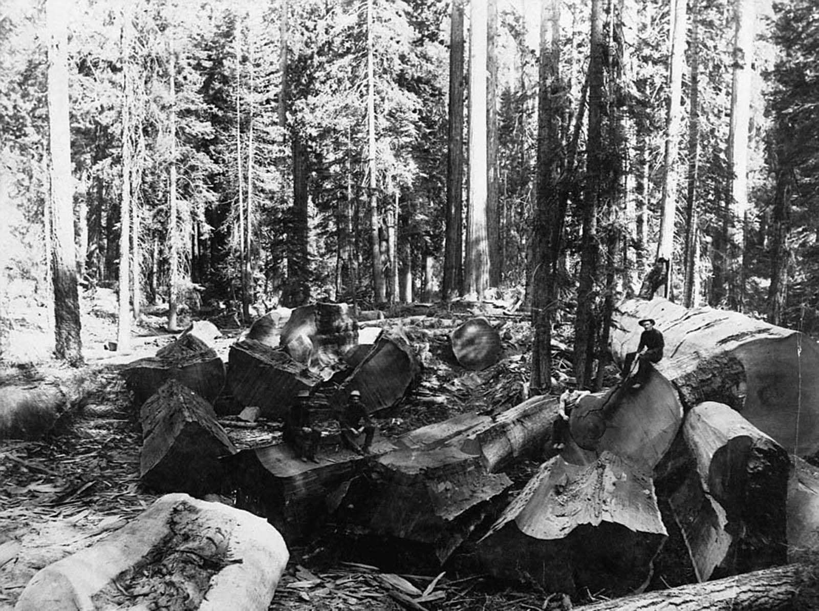 #27 Lumberjacks sit on chunks of trees that they chopped down while looking around at the remaining forest surrounding them.
