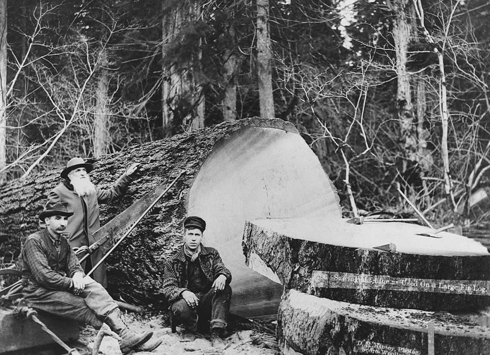 #28 Three lumberjacks in 1900 stand next to a large fir log which has been cut using a sawing machine in Sedro-Woolley, Washington