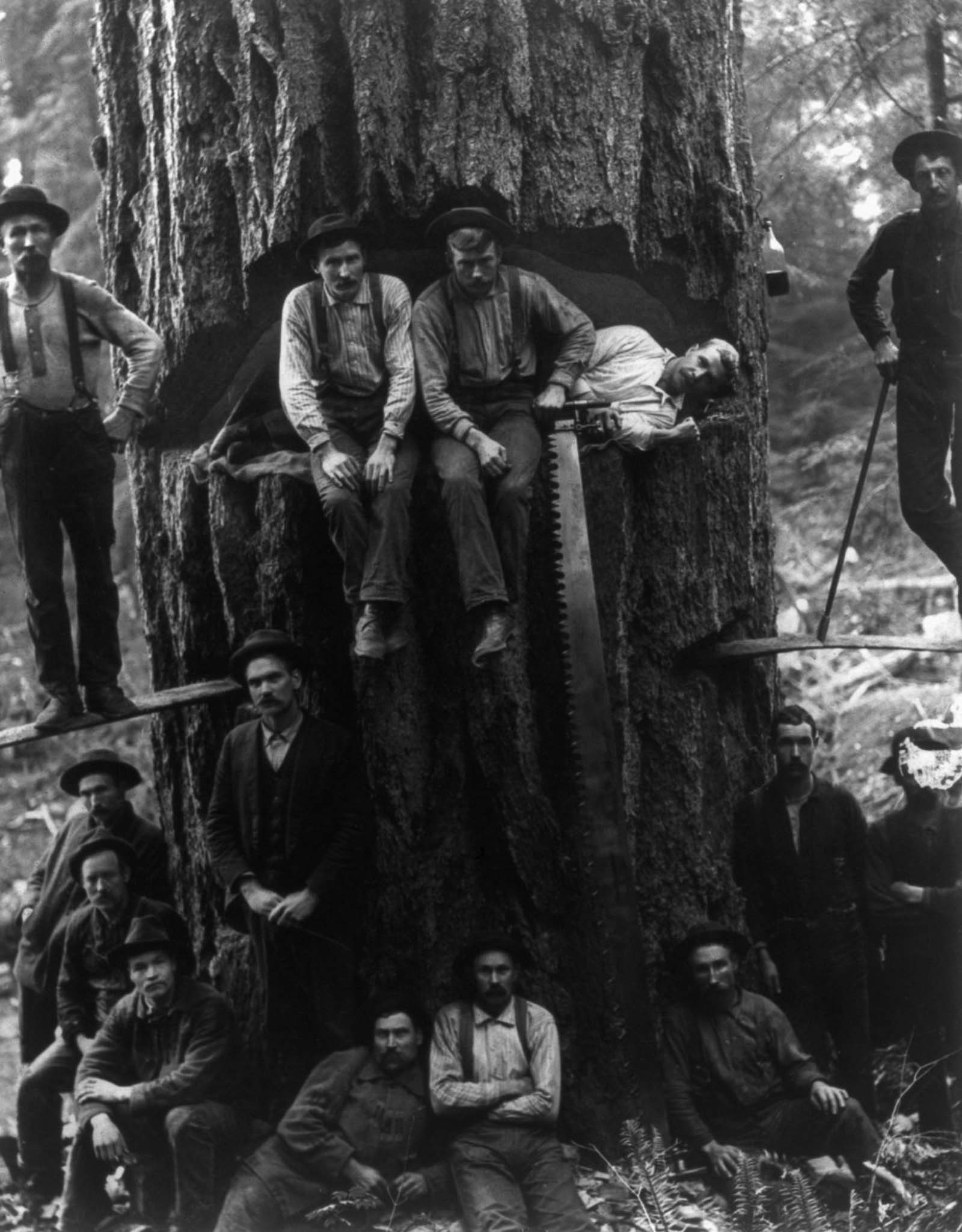 #3 Lumberjacks pose with a 12-foot-wide fir tree, 1901.