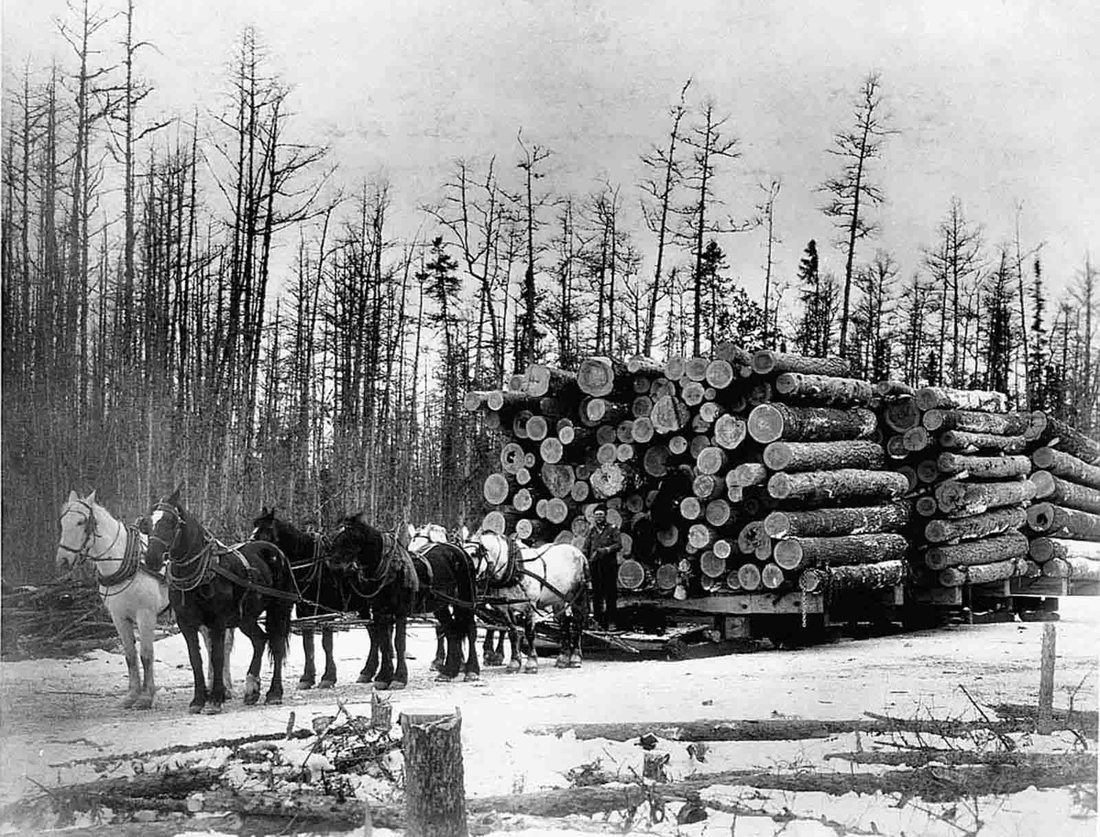 #31 A team of horses pulls a sled filled up with red and white pine logs in Red Lake County, Minnesota, at the beginning of the 20th century.