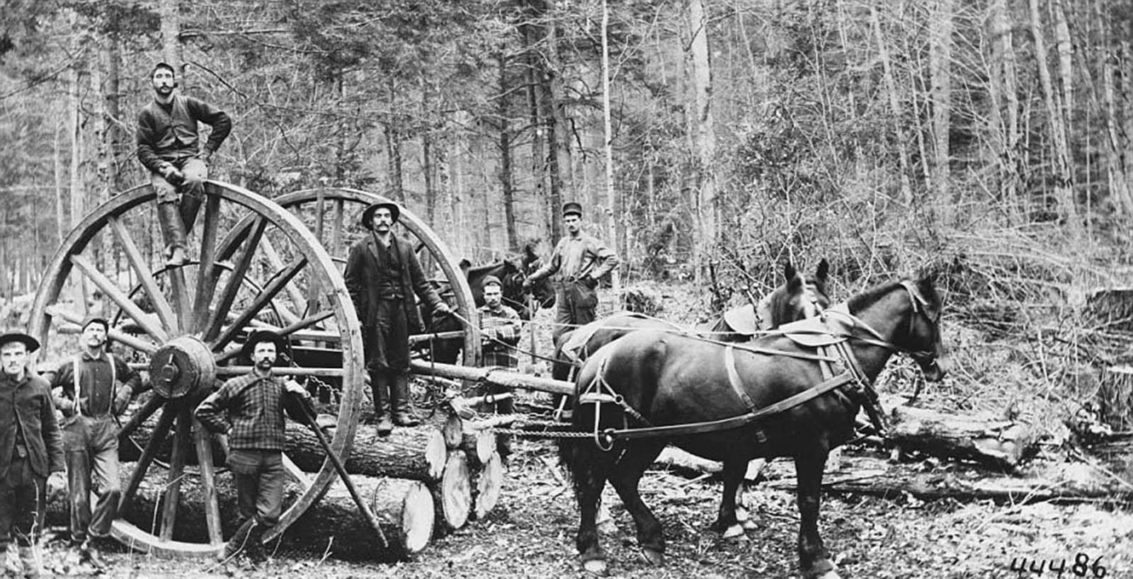 #32 Horses were often the hardest workers on many of the logging camps, pulling trees such as these ones seen on a carrying vessel in 1890.