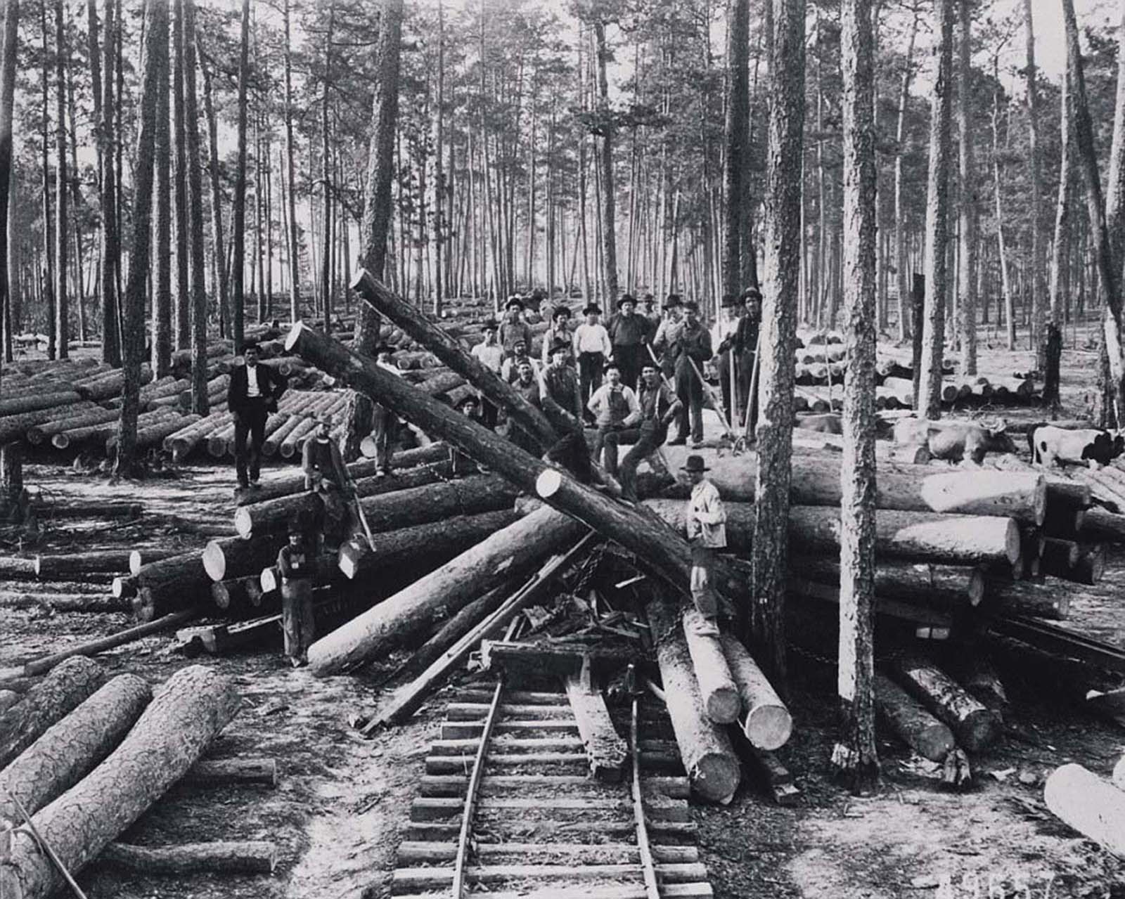 #34 A crew stands among cut old growth longleaf pine near the settlement of Neame, now called Anacoco, in Vernon Parish, Louisiana.