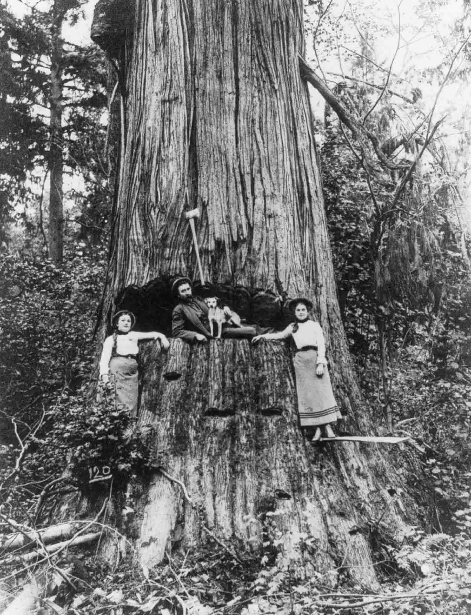 #5 A lumberjack and two women pose in front of a tree near Seattle, Washington, 1905.
