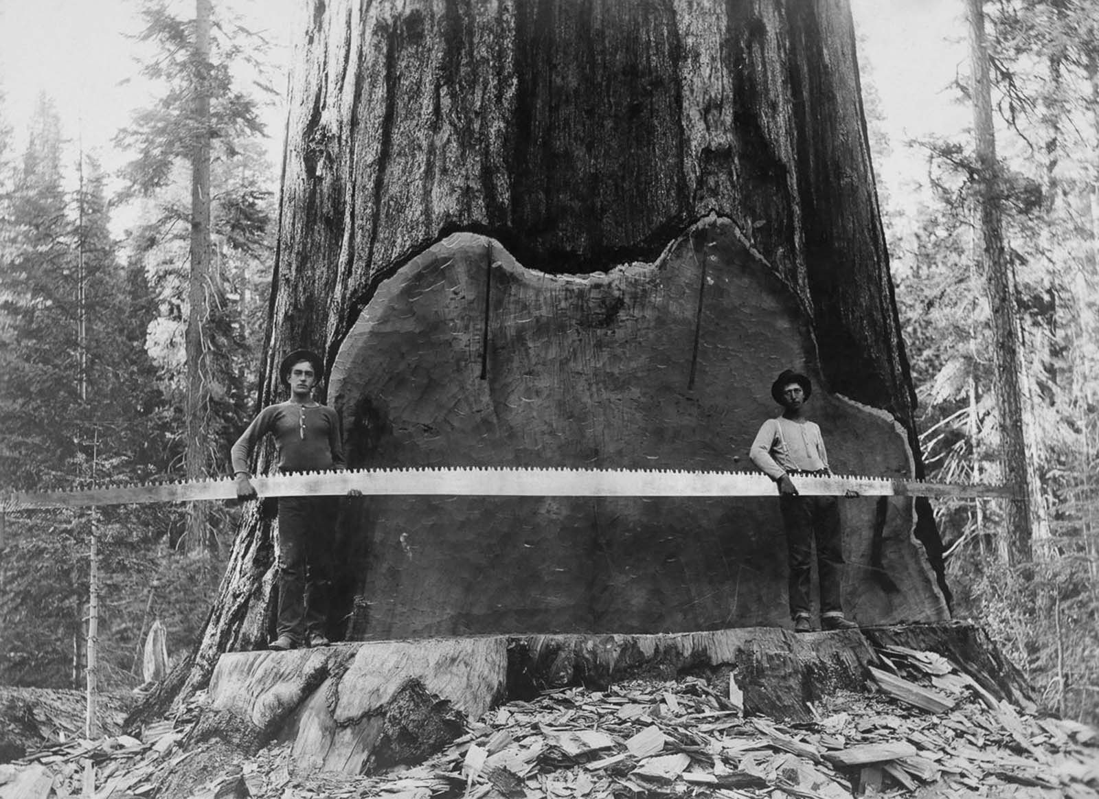 #6 Loggers hold a cross-cut saw across a giant Sequoia tree’s trunk in California, 1917.