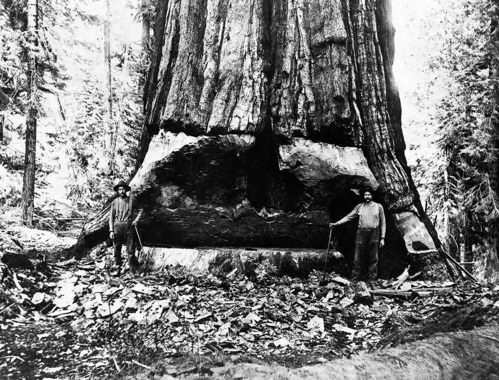 #7 Lumberjacks undercut a giant sequoia tree in California, 1902.