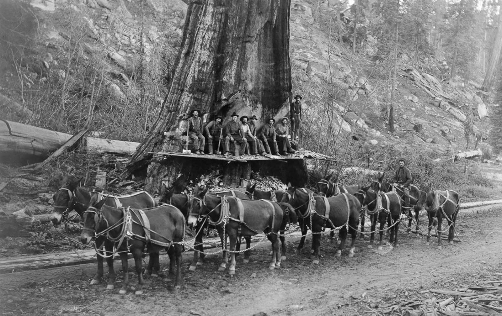 #8 Loggers and a 10-mule team prepare to fell a giant Sequoia tree in California, 1917.