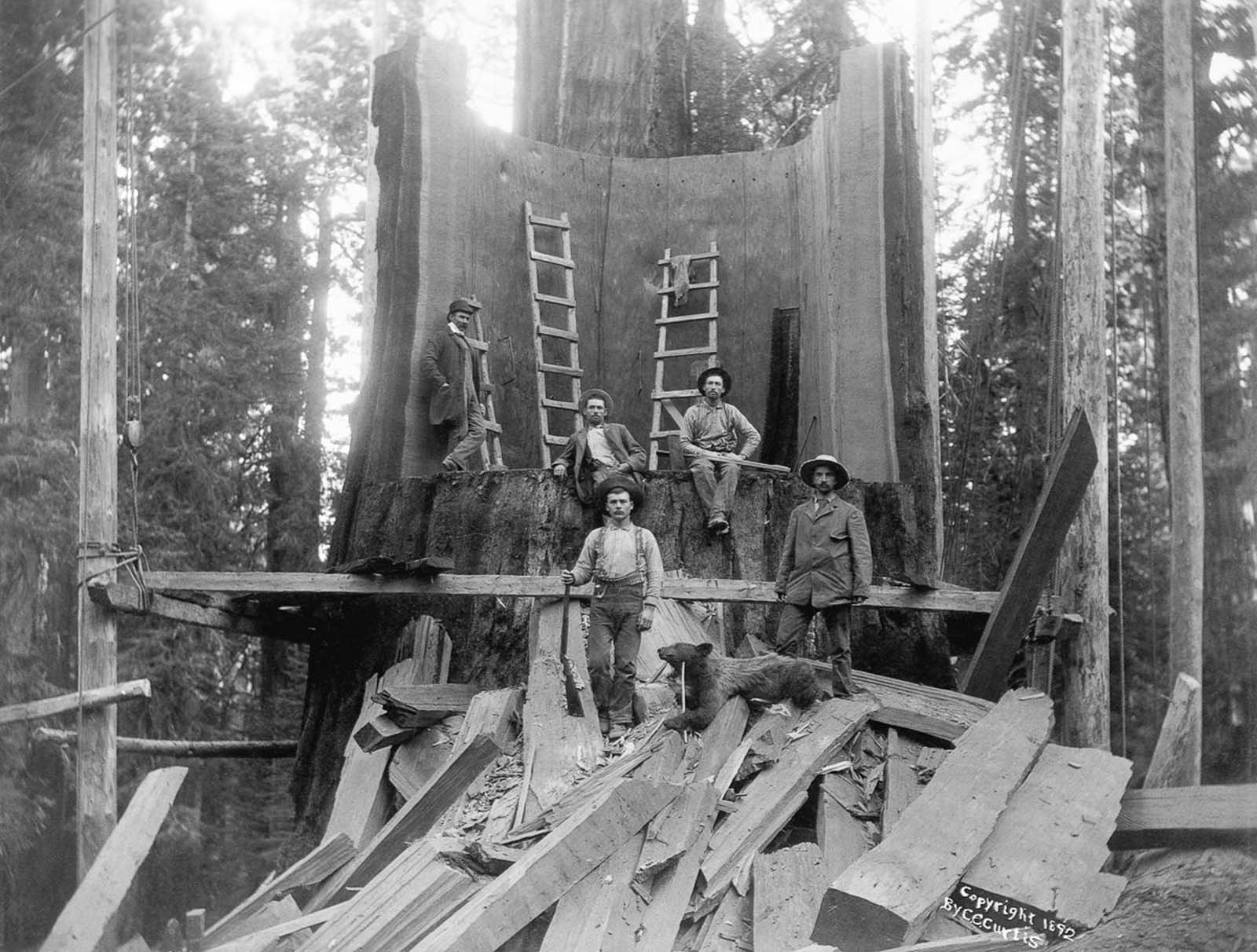 #9 Loggers stand in the trunk of a tree they chopped down at Camp Badger in Tulare County, California, 1900