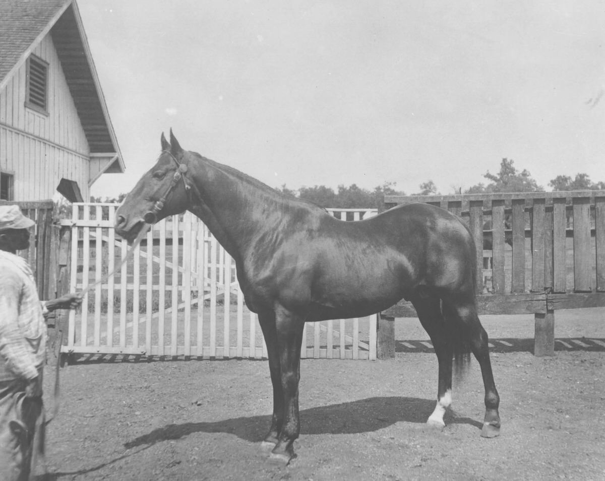 #32 Horse at Belle Meade Plantation being held by stable hand, 1940s