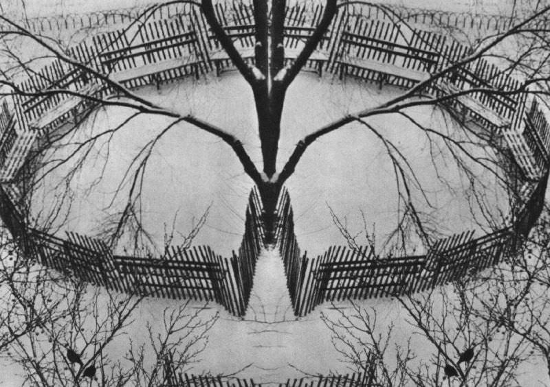 #12 A winter garden, 1970