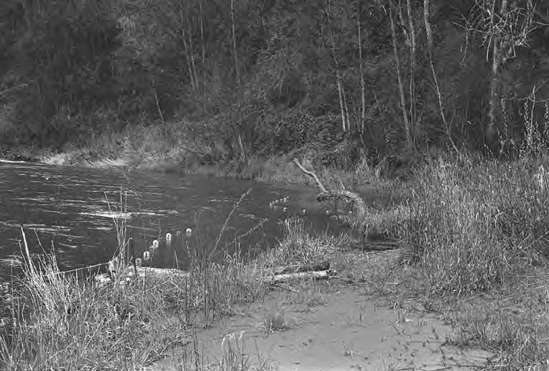 #11 Drift nets in Nisqually River offshore of Frank’s Landing, Olympia, 1970