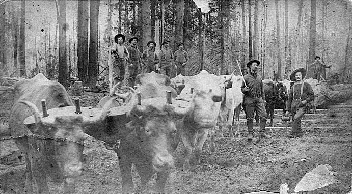 #4 Logging team with oxen, Luke Kearney, 1885