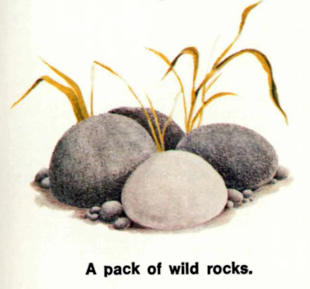 Pet Rock: A Short-Lived Ridiculous Trend that Peaked during the 1975 Holiday Season Weird