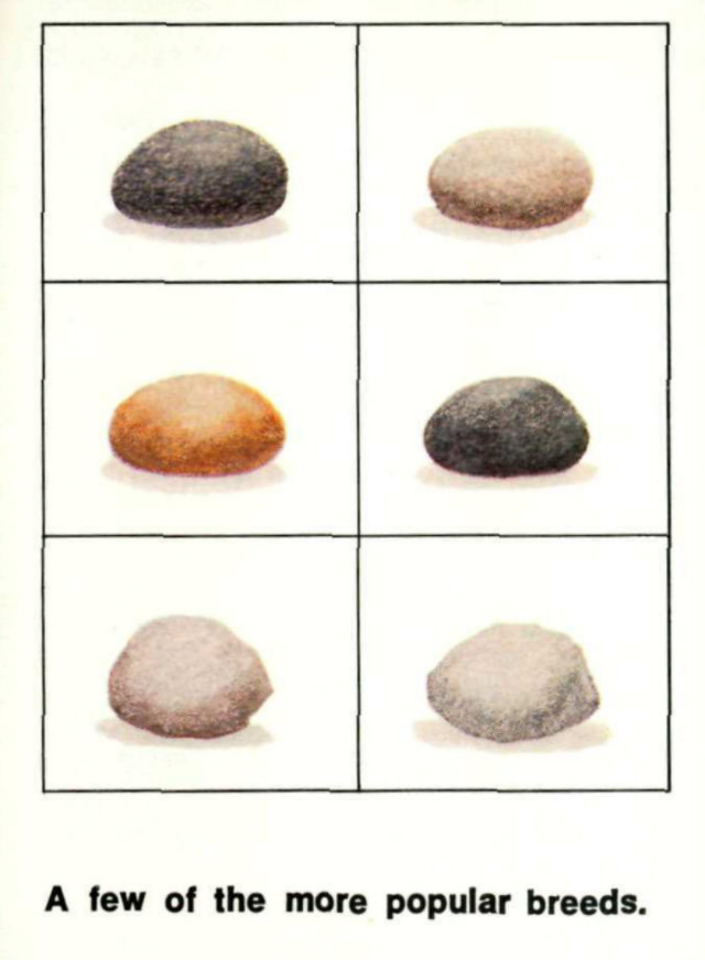 Pet Rock: A Short-Lived Ridiculous Trend that Peaked during the 1975 Holiday Season Weird