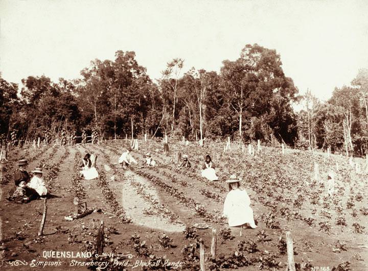 #101 Strawberry field group picking at Simpson’s strawberry field, Blackall Range, 1899