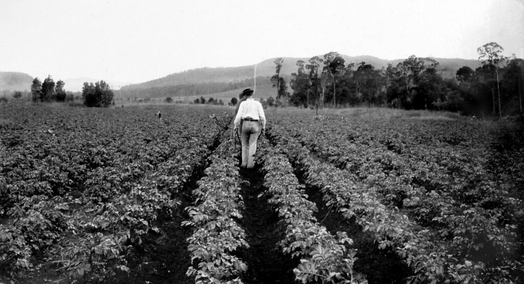 #103 Hilling potatoes, Laidley, 1899