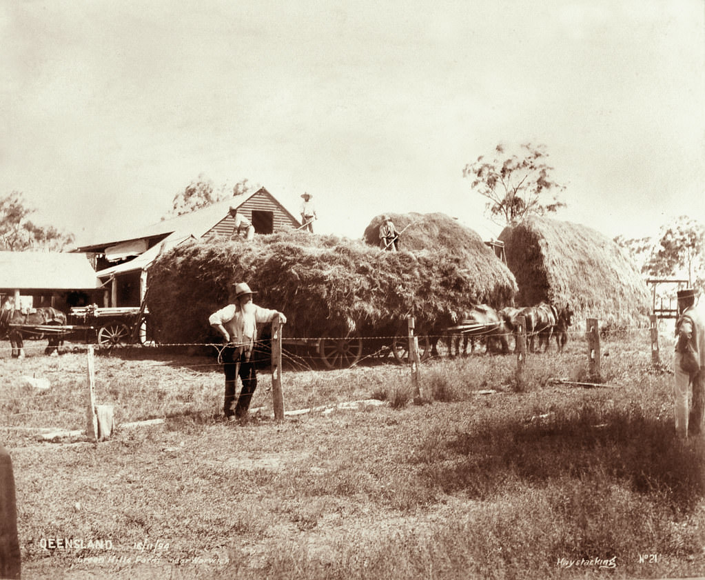 #130 Hay stacking, Green Hills Farm near Warwick, 16 November 1894