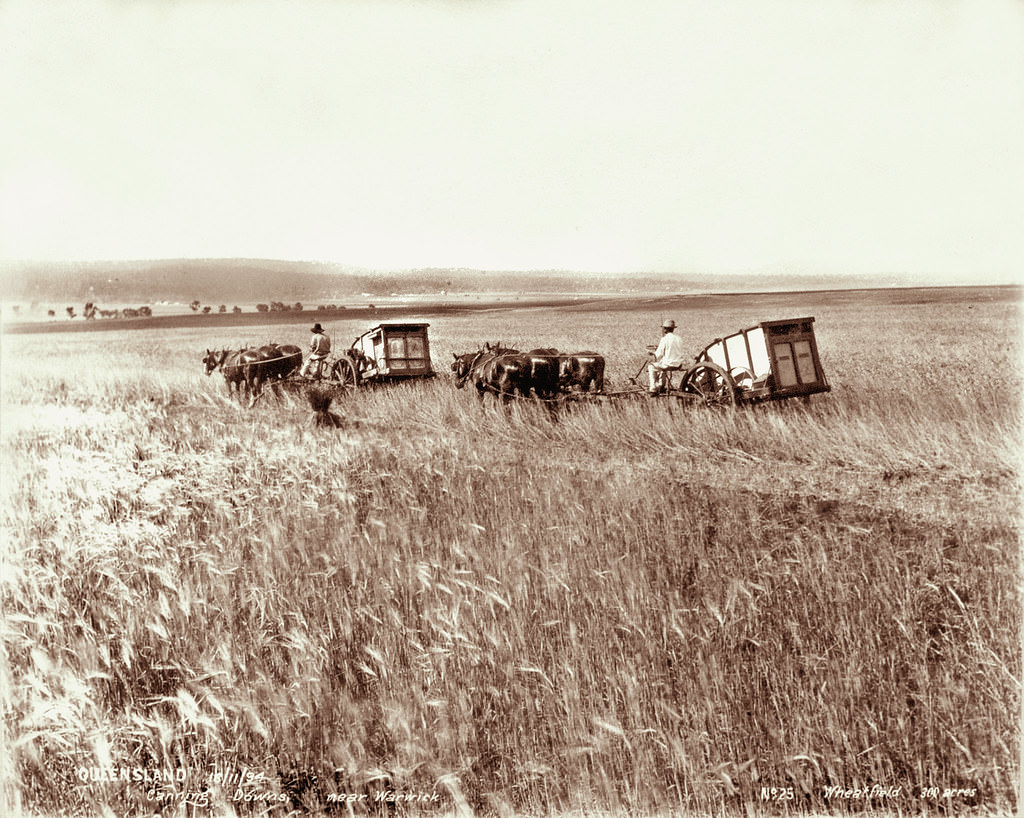 #137 300 acre wheatfield, Canning Downs near Warwick, 16 October 1894
