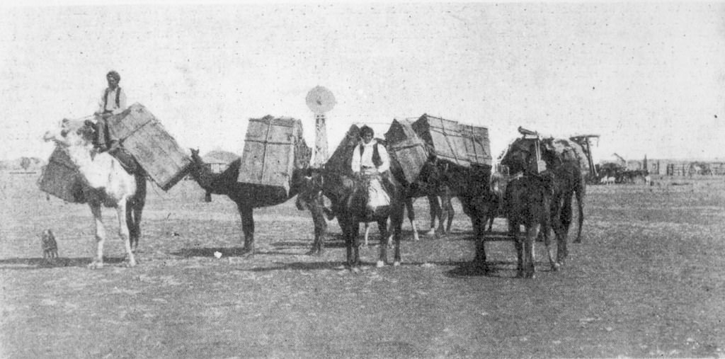 #169 A camel team at Cloncurry, 1890