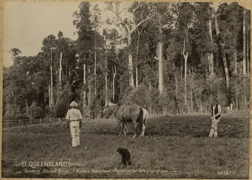 #64 Ploughing for late crop of corn at F Warne’s Homestead, Teutoberg, Blackall Range