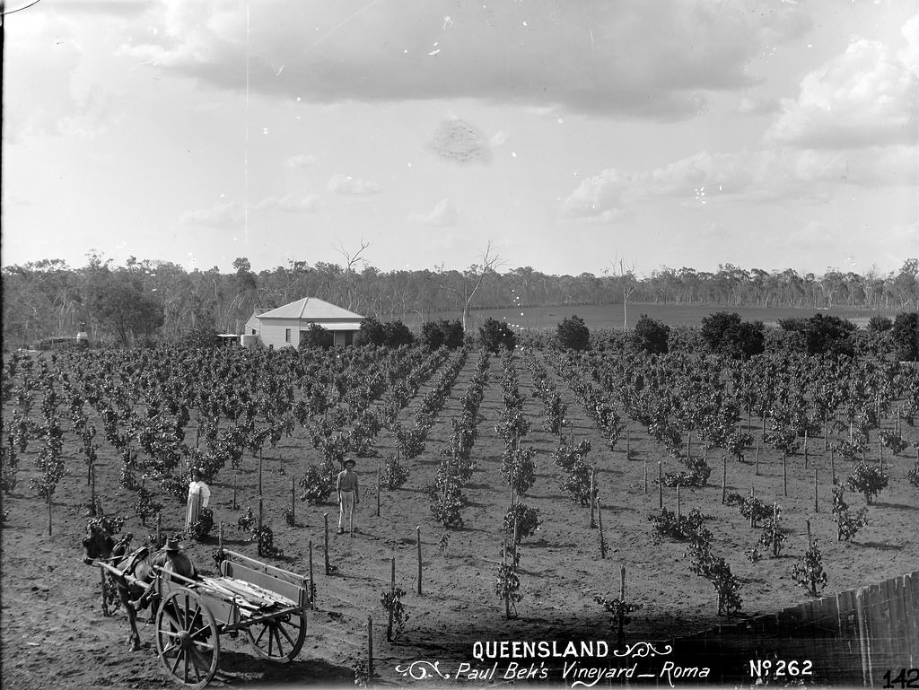#66 Paul Beks Vineyard, Roma, 1890s