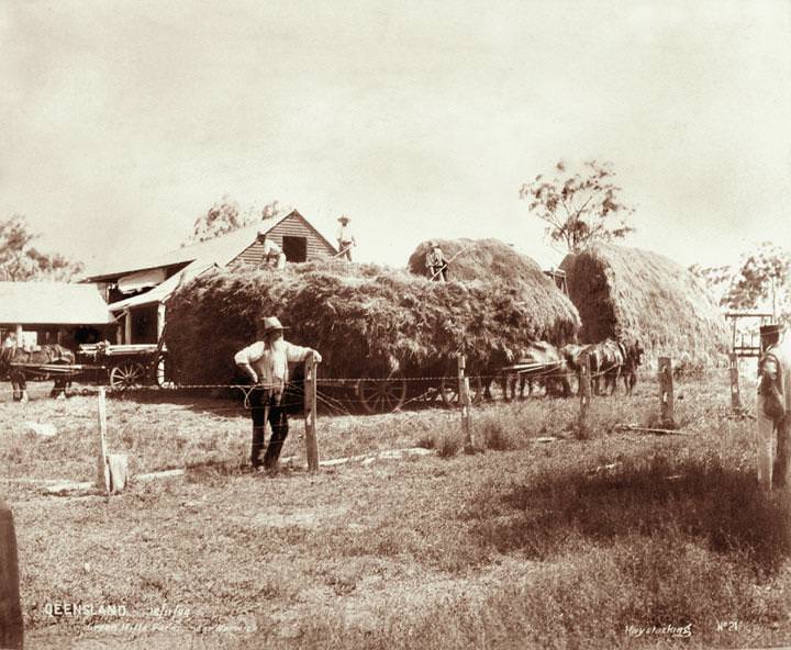 #73 Hay stacking, Green Hills Farm near Warwick, 16 November 1894
