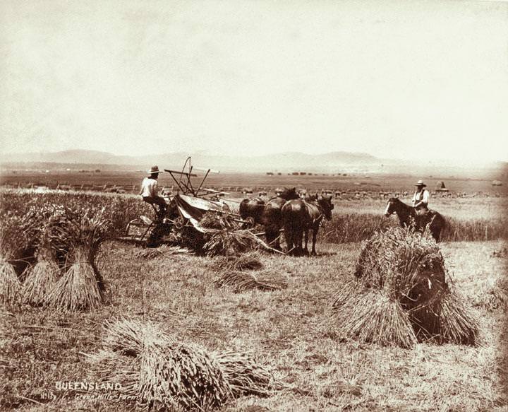 #74 Reaper, binder and stooks at Green Hills Farm near Warwick, 16 November 1894