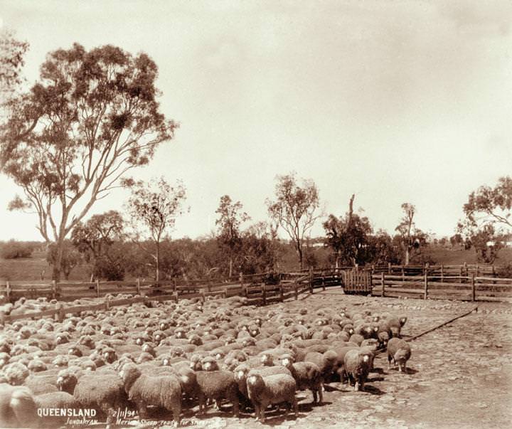 #75 Merino sheep ready for shearing, Jondaryan, 2 November 1894