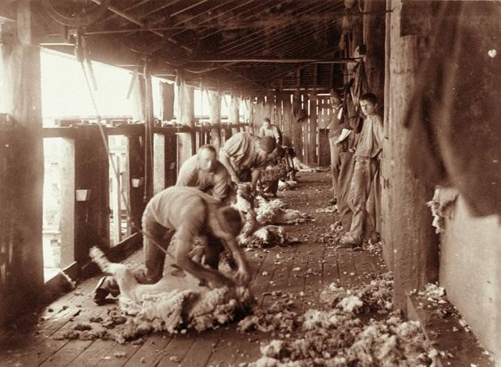 #84 Sheep Shearing at Yandilla, 1898