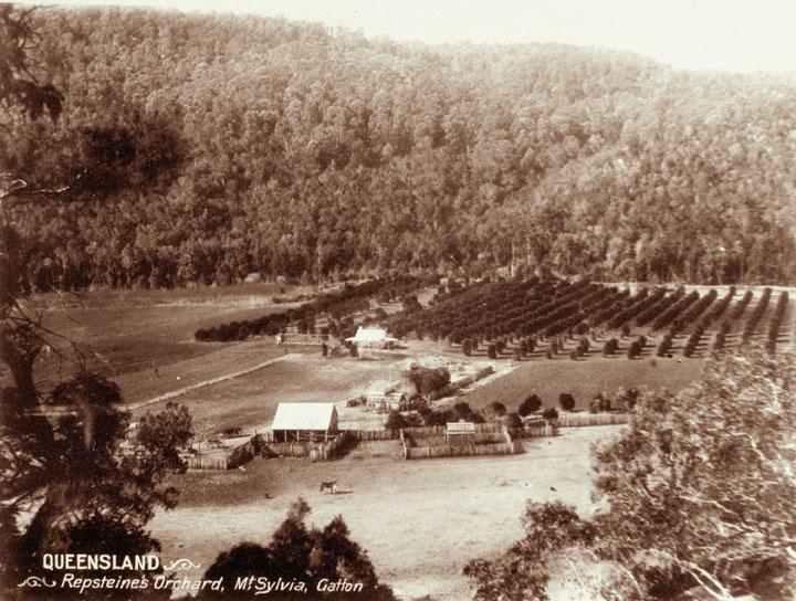#87 Repsteine’s orchard at Mount Sylvia, Gatton, 1898