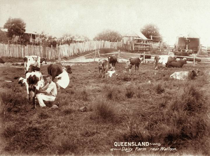 #90 Handmilking at a dairy farm near Walloon, 1898