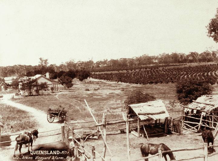 #92 Atkins’ farm and vineyard, Roma Region, 1898