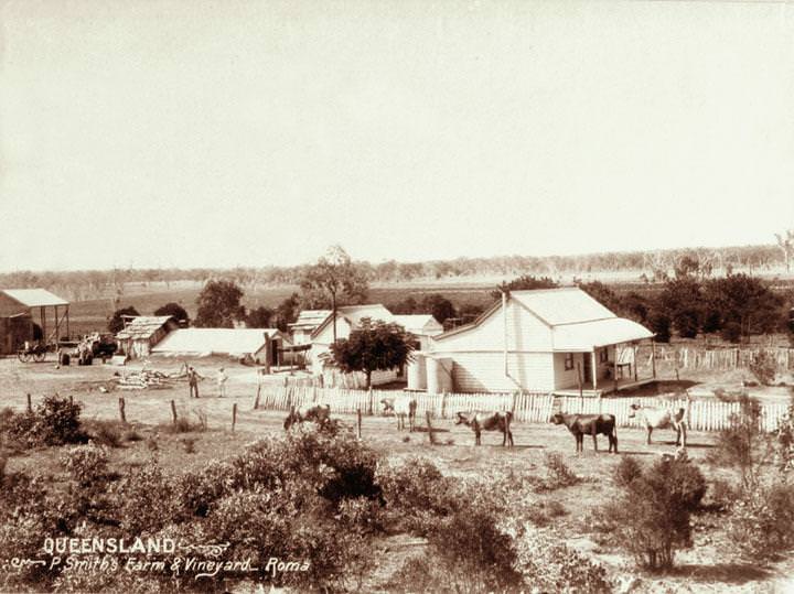 #93 Smith’s farm and vineyard at Roma, 1898