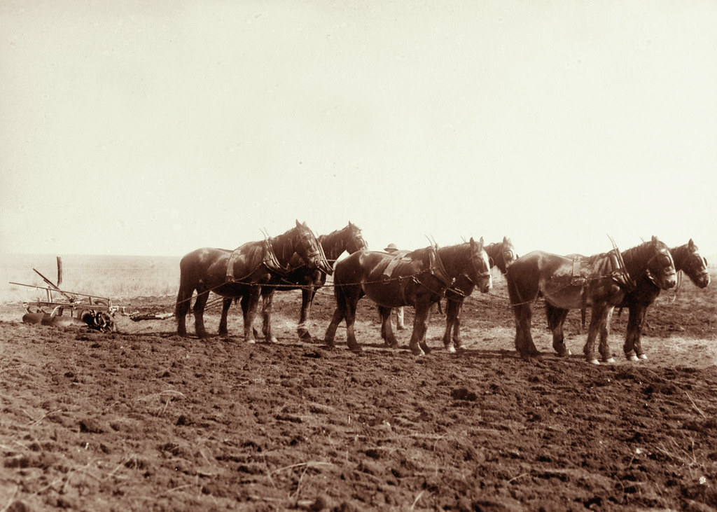 #96 On Moffat’s Farm Headington Hill Estate, 21 May 1898