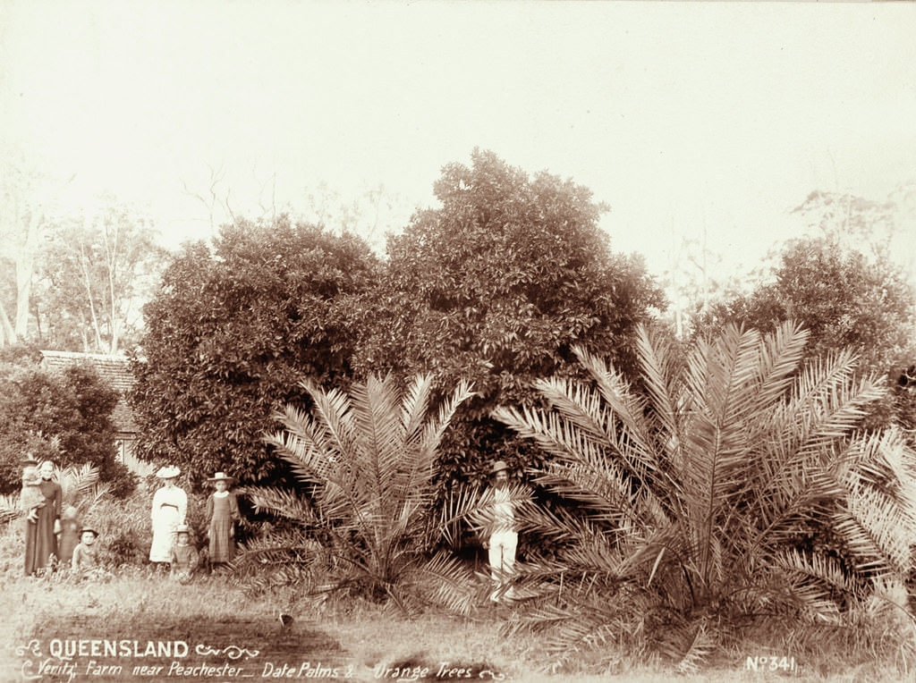 #97 Veritz Farm near Peachester, Date Palms, Orange Trees, 1899