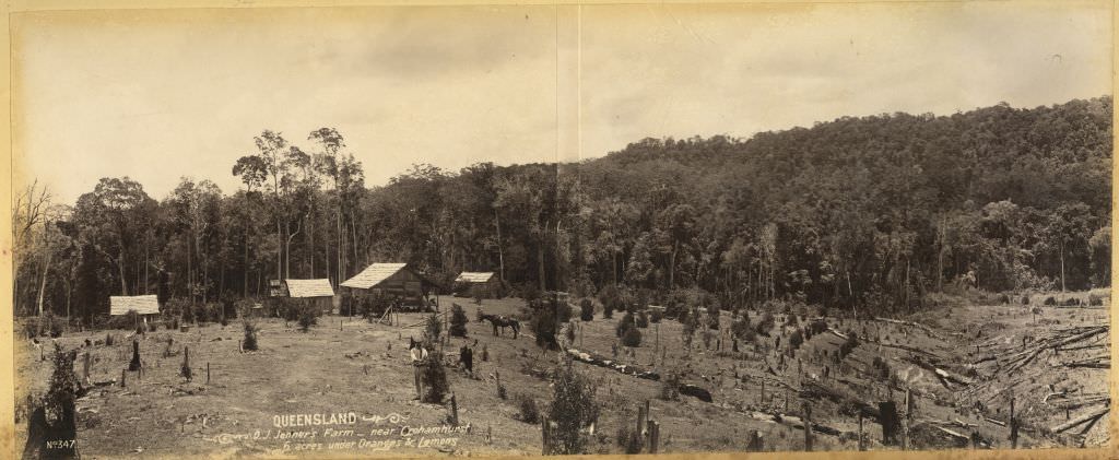 #99 Jenner’s Farm, near Crohamhurst, 6 acres under oranges and lemons, 1899
