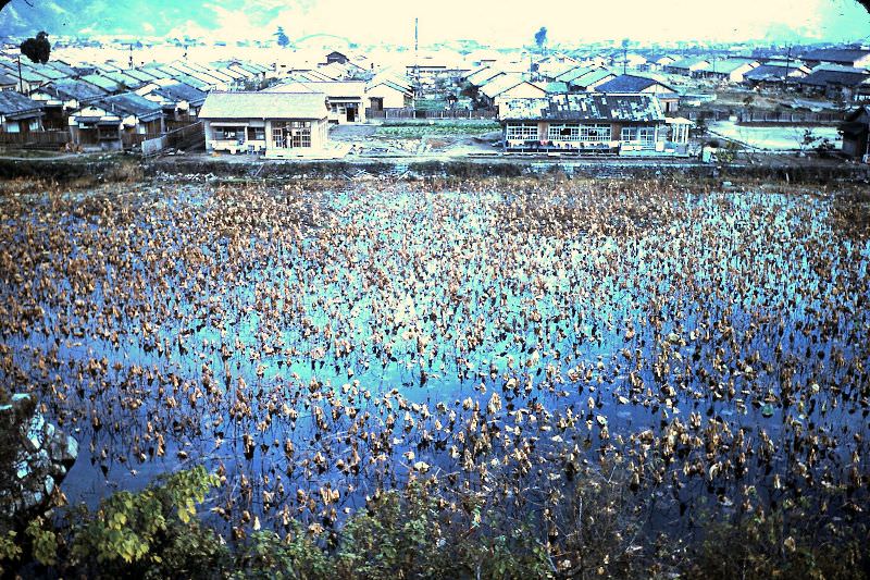 #32 Lotus filled moat of Hiroshima Castle