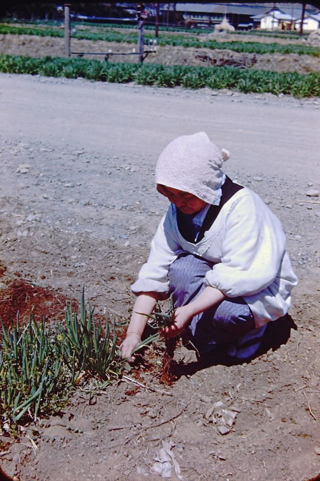#74 Farm worker pulling onions, Japan, 1950