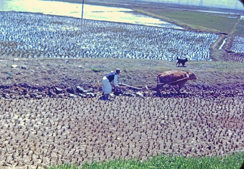 #95 Plowman, Japan, 1950