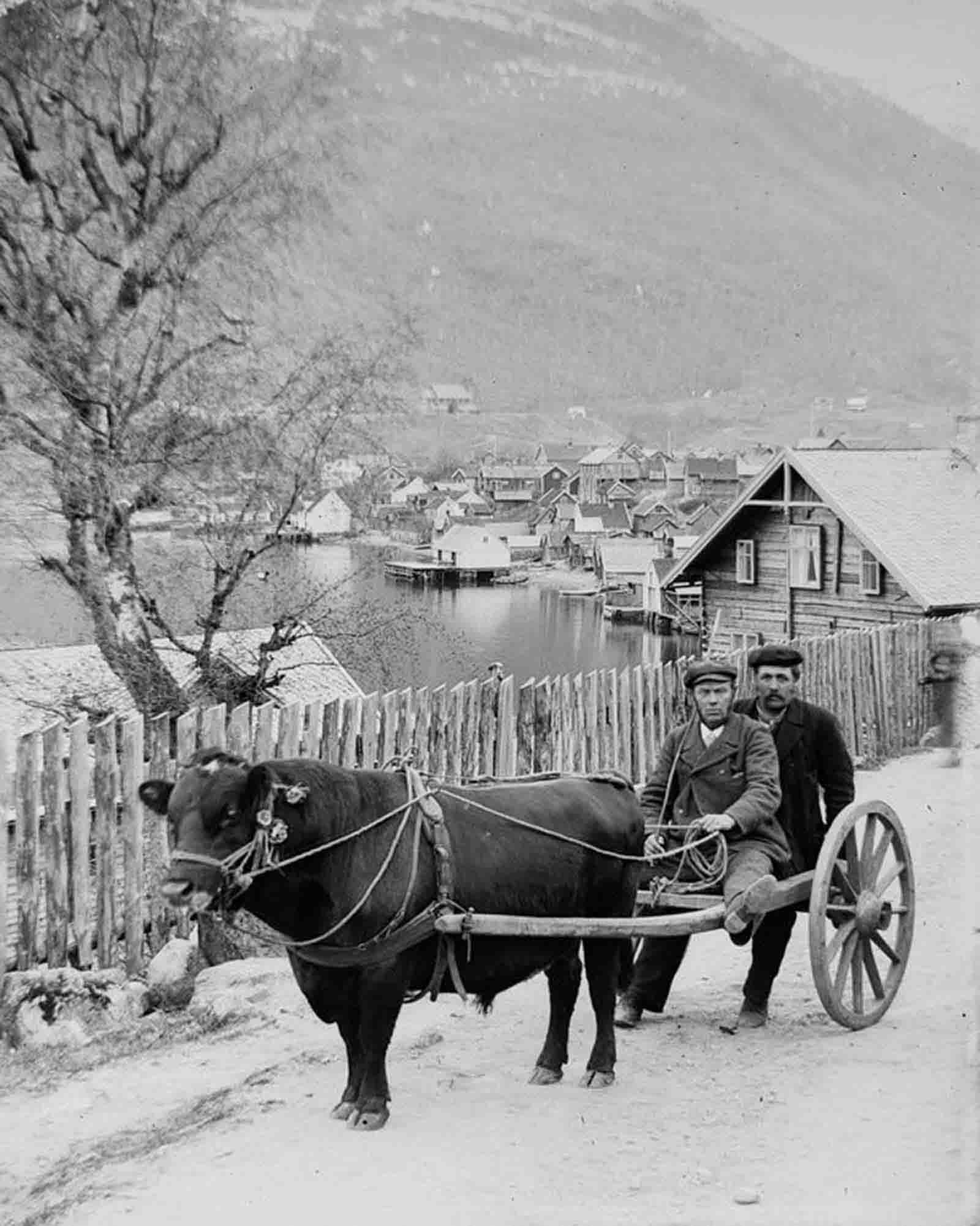 #22 Nils Hove and Ingebrigt Nes ride a bull cart in Sogndal.