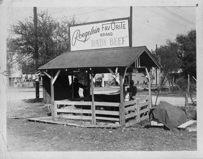 #127 Bull in Roegelein Packing Company, 1930s