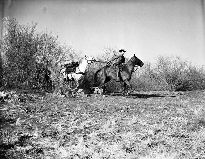 #225 Soldier on horseback leading a group of pack animals, 1939
