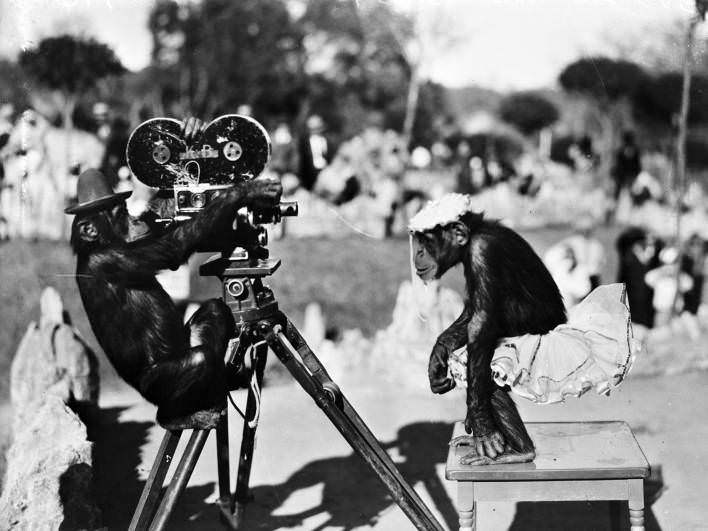 #16 Buster and Sissie, chimpanzees named for Franklin D. Roosevelt’s grandchildren, posed with Paramount newsreel camera at the Brackenridge Park Zoo, 1934