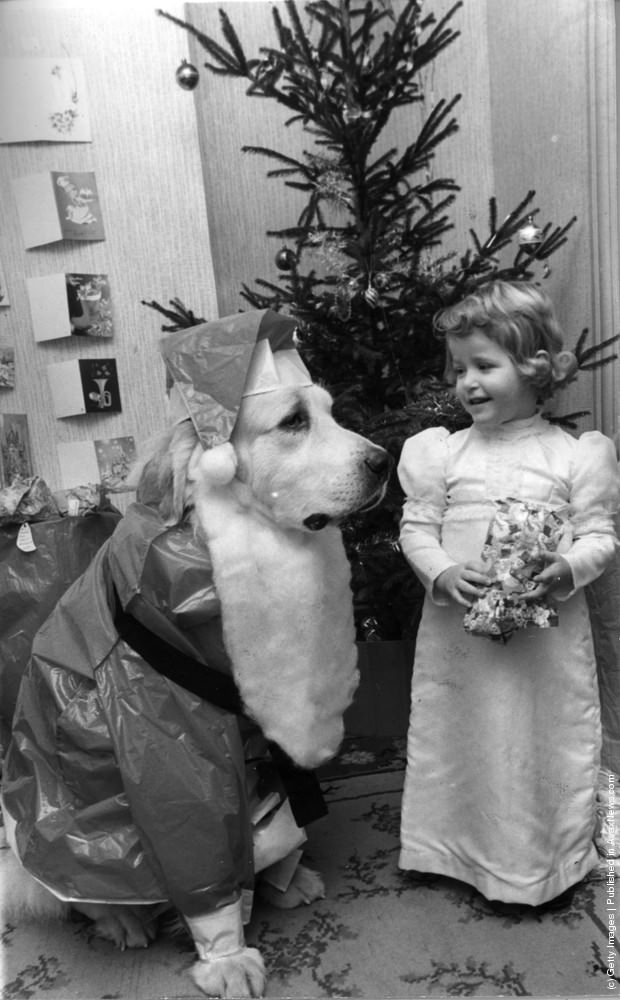#26 Three year old Marianne Abbott from Leigh on Sea, Essex, unwraps her Christmas presents under the benign gaze of Smokey the dog, dressed up as Santa, complete with beard, 3rd January 1974